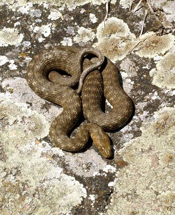 Natrix tessellata Rheinland-Pfalz 01.jpg