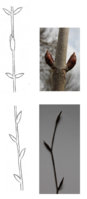 09 Zeichnung gegenständig wechselständig (Gehölze im Winter).png