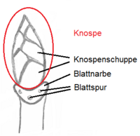02 Zeichnung Knospe beschriftet (Gehölze im Winter).png