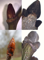 03 Vielfalt der Knospen (Gehölze im Winter).png