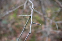 15 Prunus spinosa 3 (Gehölze im Winter).JPG