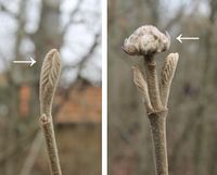07 Vergleich Bltknsp Vegknsp Viburnum (Gehölze im Winter).jpg