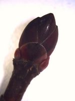 31 Acer platanoides 01 (Gehölze im Winter).jpg